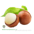 Wielkie rozmiarze orzechy makadamia w Shell Raw